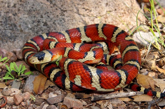 Brightly colored Arizona Mountain Kingsnake, Lampropeltis pyromelana, a Coral Snake mimic, coiled in its habitat