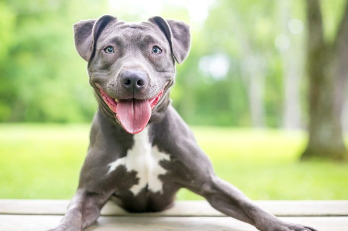 A happy blue and white Pit Bull Terrier mixed breed dog