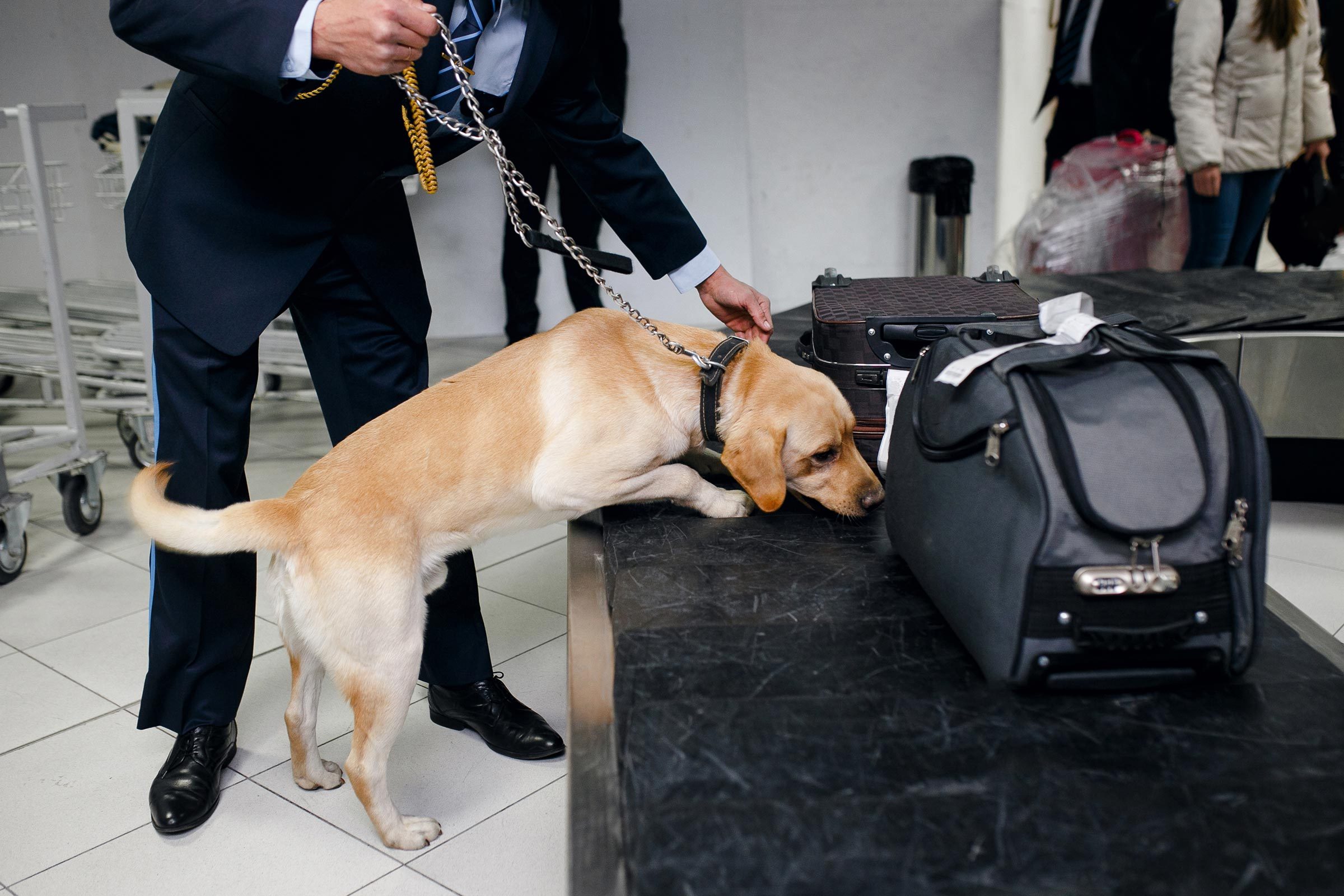 airport security dog