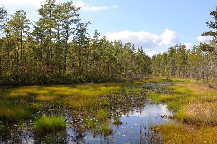 Pine Barrens bog