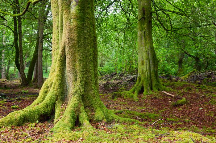 Old trees with lichen and moss in Scottish forest