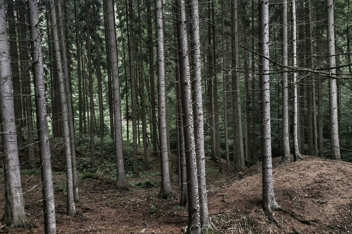 Peace in the forest