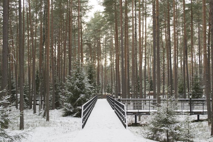 the Katyn forest and scaffold in it