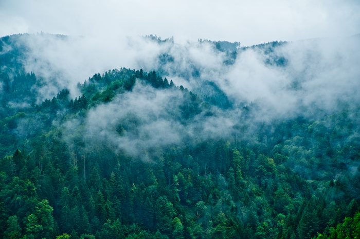 Deep mystical woods covered in spooky clouds (Black Forest / Schwarzwald)