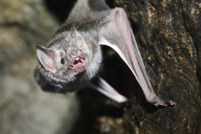 A vampire bat baring its fangs for the camera