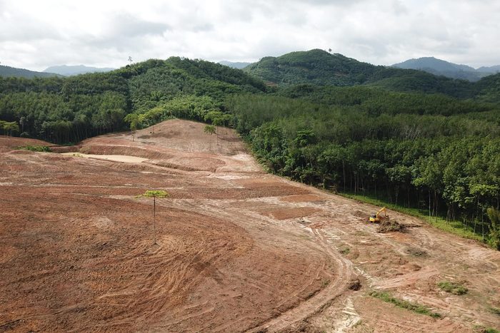deforestation