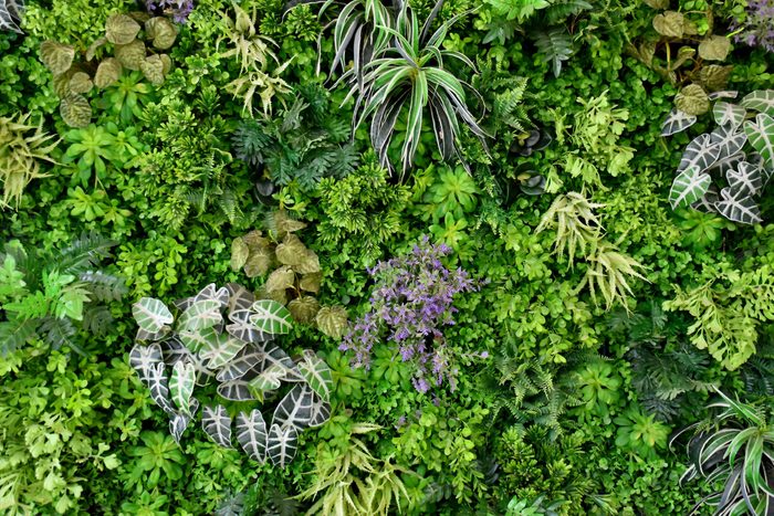 plants