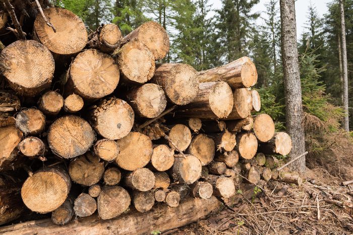 tree logs cut down