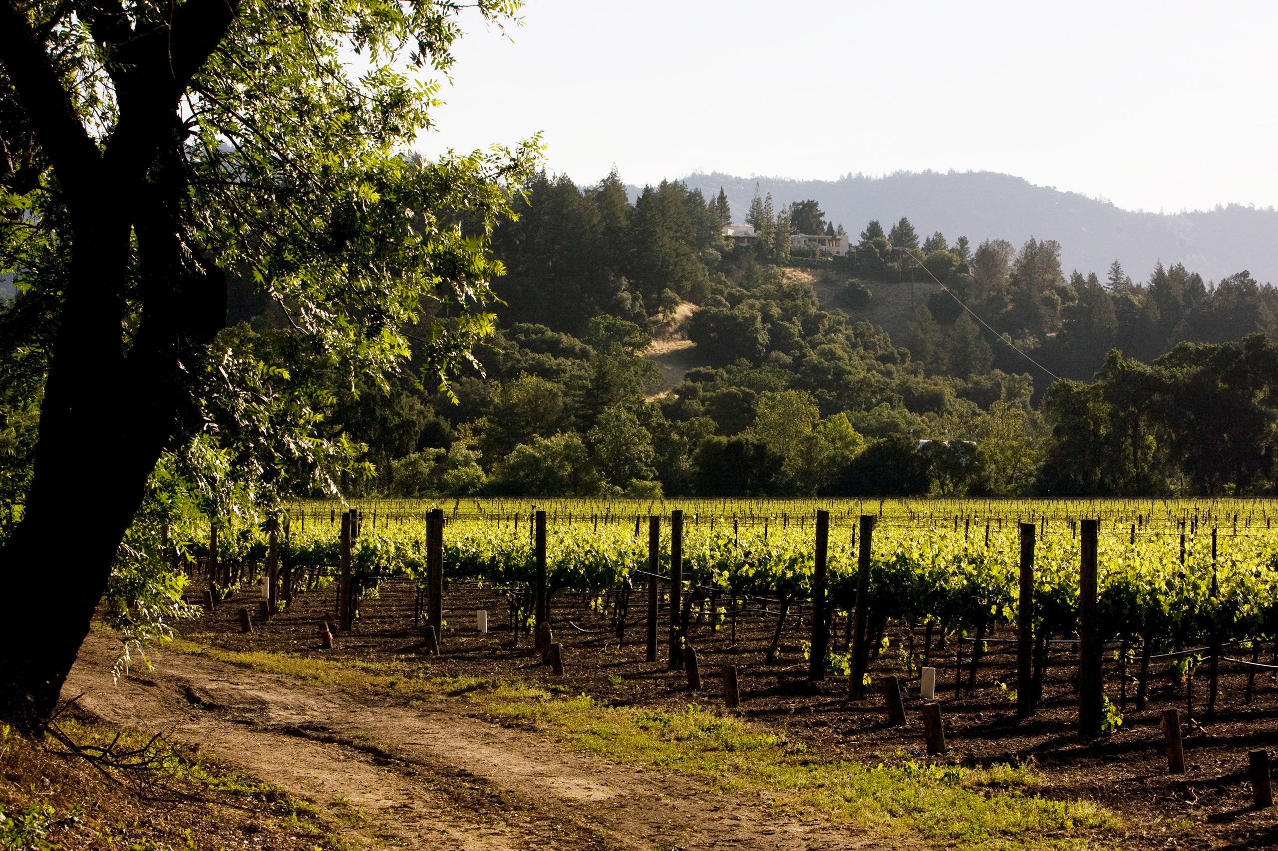 Vineyard rows grow under sunlight, with trees and hills in the background, creating a serene landscape.