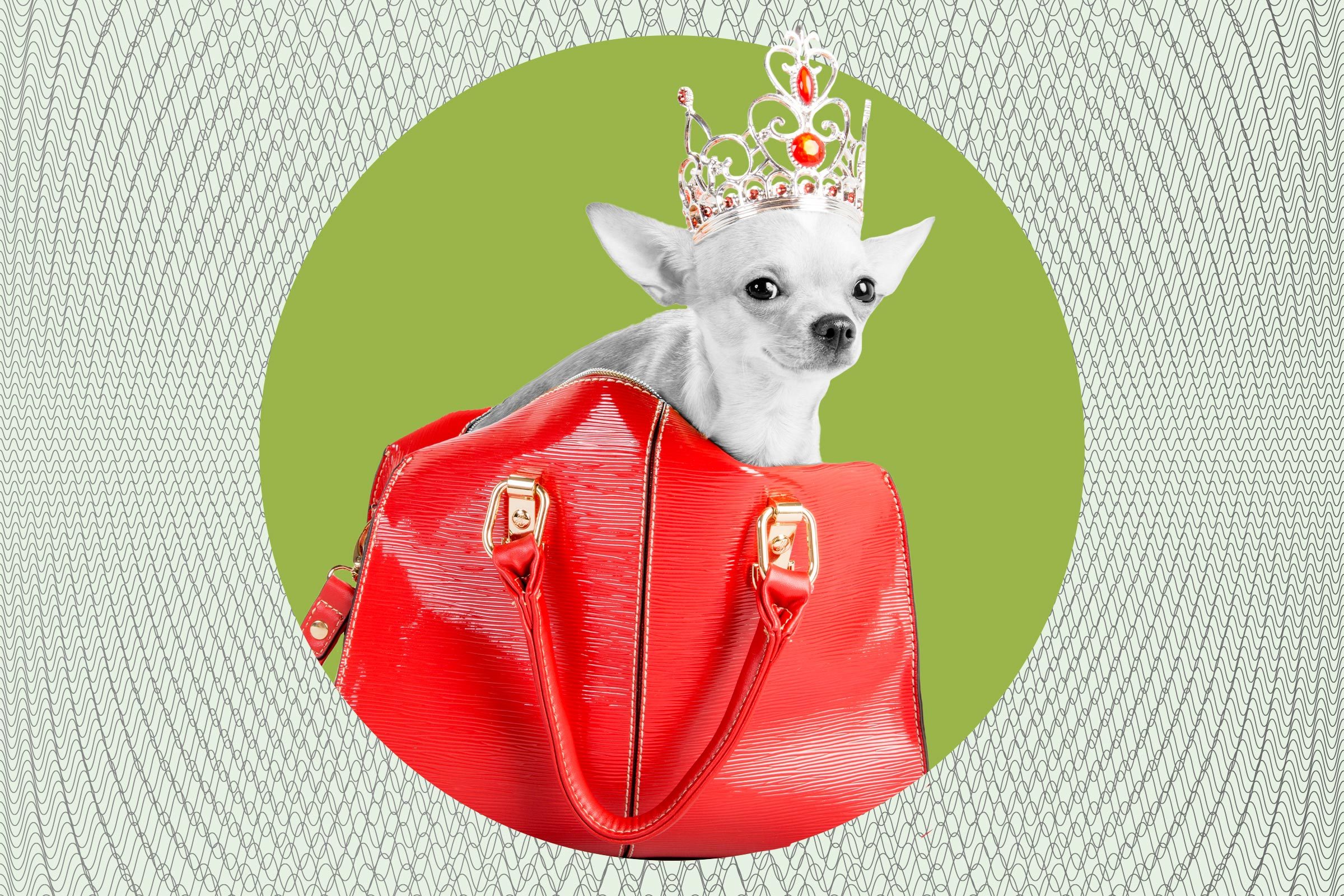Chihuahua wearing a jeweled crown sits inside a glossy red handbag against a green and patterned background.