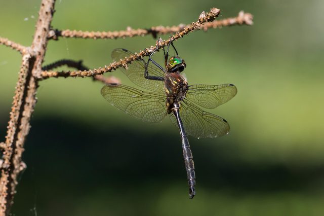 Dragonfly clings to a thin, textured branch with outstretched wings. A blurred green background provides the natural setting.