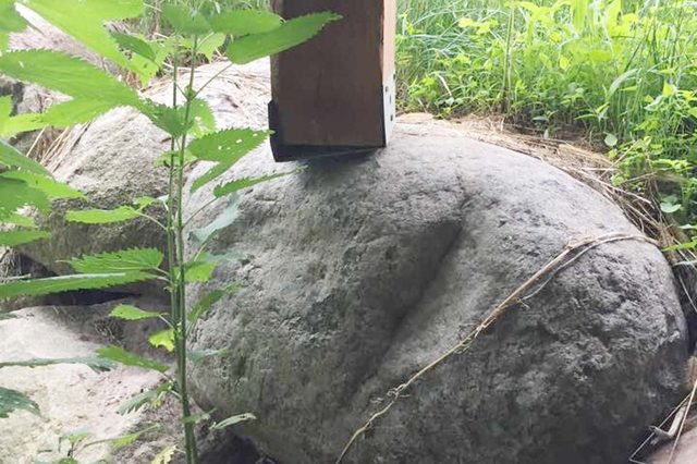 Wooden post rests on large stone amidst lush green vegetation.