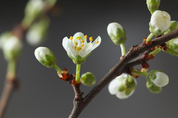 flower tree buds plant