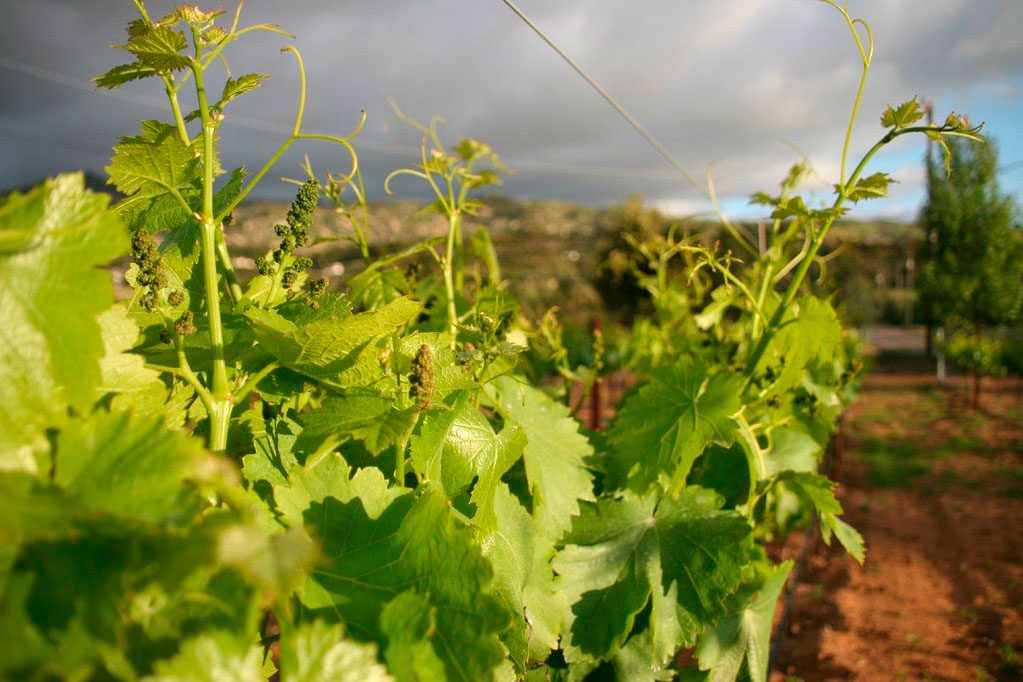 Green grapevines grow in a vineyard under a cloudy sky, surrounded by distant hills and greenery.