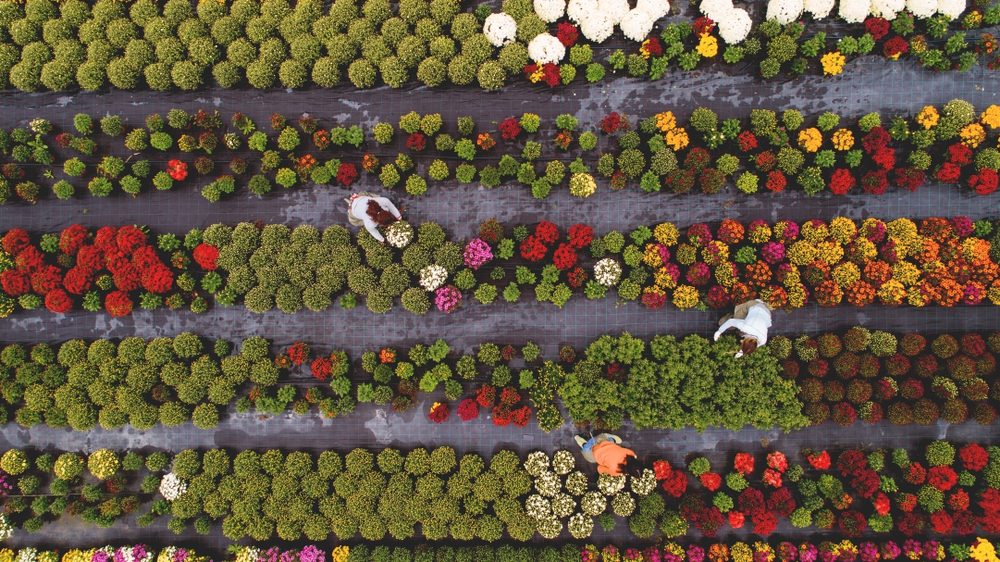 Flower field from above