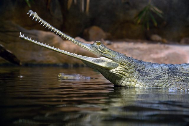 A gharial raises its long, narrow snout above the water surface, surrounded by a natural habitat with rocks and foliage.