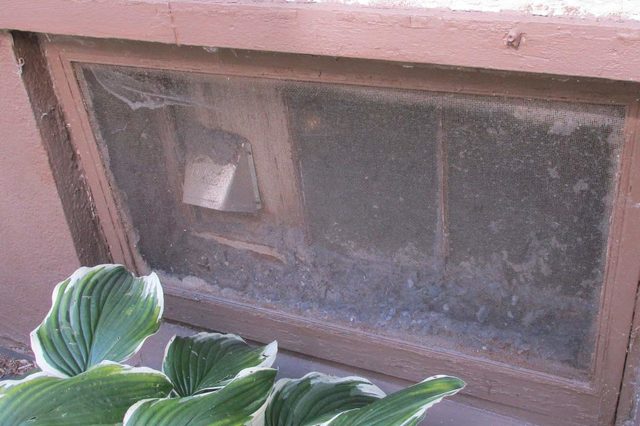 A dusty basement window with a small flap, surrounded by green hosta plants, set against a textured, light-colored wall.