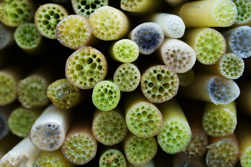 lotus stem(cross section) prepare for food,shallow DOF.