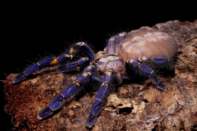 A vibrant tarantula crawls on a textured piece of bark, displaying striking blue and yellow leg patterns against a dark, plain background.