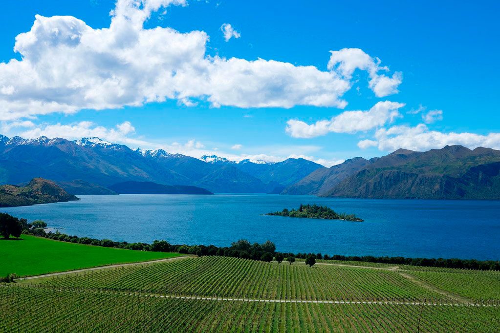 Vineyard stretches under blue sky, adjacent to a serene lake with snow-capped mountains and fluffy clouds in the background.