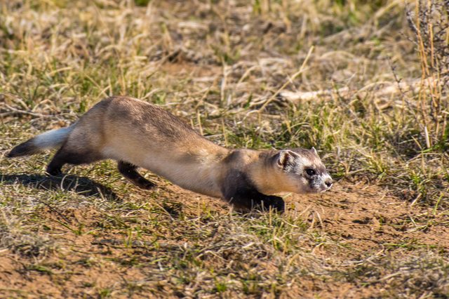 Ferret runs swiftly through dry grassland, nose close to the ground, amidst sparse vegetation.