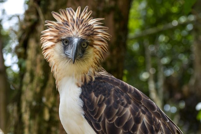 An eagle with distinctive plumage stares intently, surrounded by lush green trees in a forest setting.