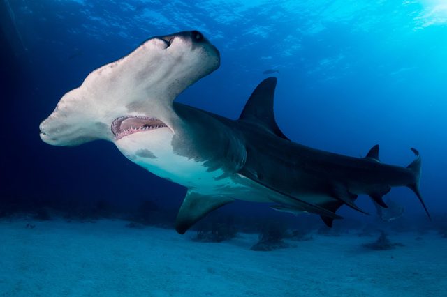 Hammerhead shark swims gracefully underwater, surrounded by clear blue ocean depth.