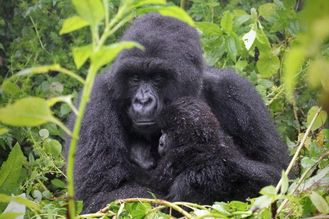 Gorilla holding a baby, resting among dense green foliage, both appear calm and relaxed.