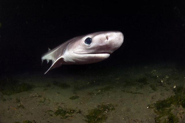 A shark swims in dim underwater conditions, surrounded by sandy ocean floor and sparse greenery.
