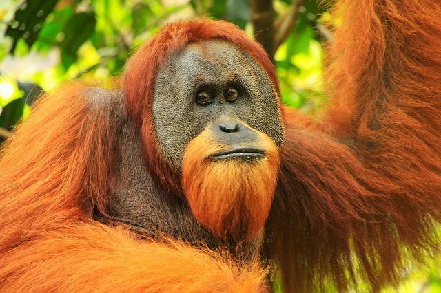 Orangutan gazes intently, surrounded by lush green foliage in a natural habitat.
