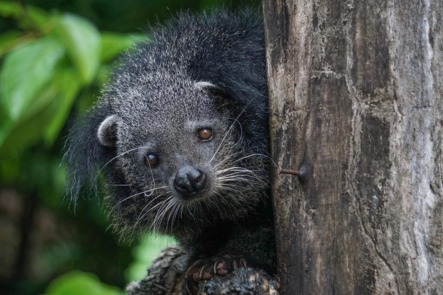 A black-furred animal clings to a tree, peering curiously, surrounded by lush green foliage in a forest setting.