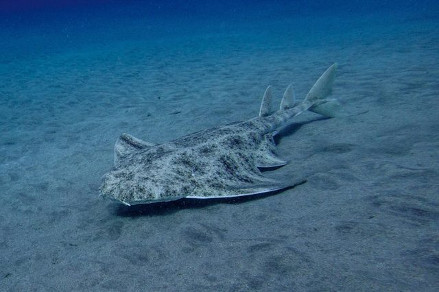 A flat-bodied fish lies still on sandy ocean floor, surrounded by deep blue water.