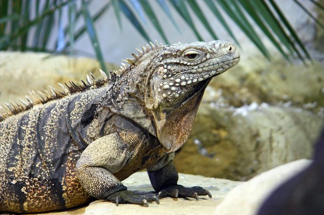Iguana rests on sunlit rock amidst leafy background, showcasing its textured skin and spikes.