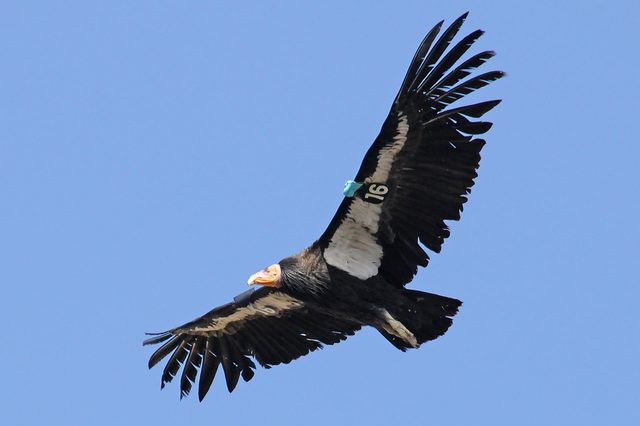 Condor soars in the bright blue sky, displaying large wings. A tag labeled "16" is attached to its wing.
