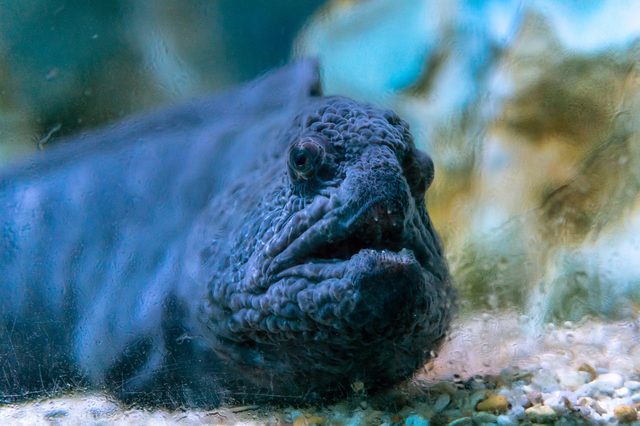 Warty fish rests on sandy surface, underwater environment with faint blue and brown hues surrounding it.