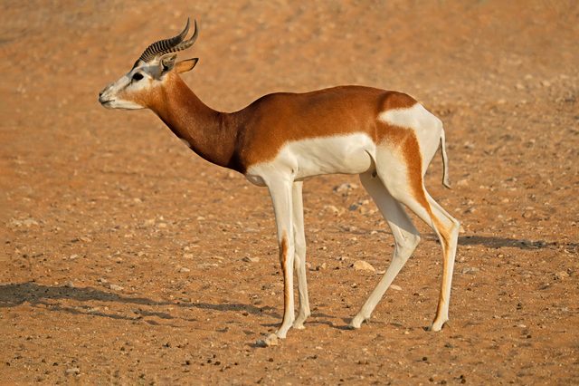 An antelope stands on sandy terrain, displaying curved horns and a two-toned brown and white coat under bright sunlight.