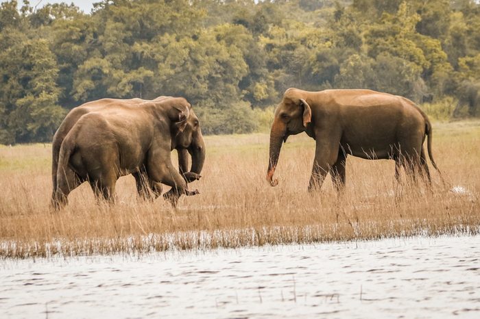 The Wild elephants meeting, Sri Lanka