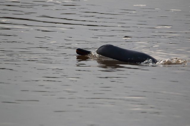 A dolphin surfaces, revealing its dorsal fin and head, in calm, rippling water under a gray sky.