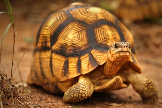 Tortoise stands on sandy ground, displaying intricate, geometric shell patterns, surrounded by sparse vegetation.