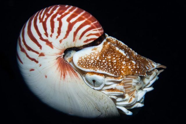 Nautilus shell displaying intricate spiral pattern in dark underwater setting, highlighting its striped, white and orange coloration.