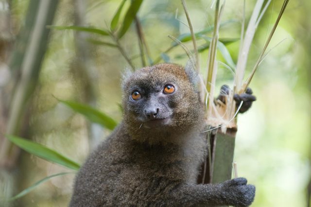 Lemur grips bamboo stalk, glancing attentively amidst lush green foliage.