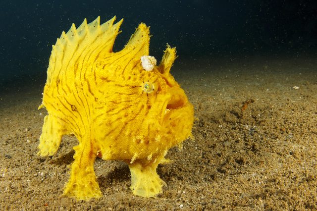 Yellow frogfish stands on sandy seabed, surrounded by blue water.