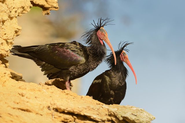 Two black ibis with long beaks stand alert on a rocky ledge, surrounded by a clear blue sky.