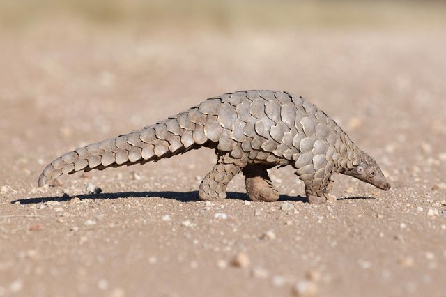 Pangolin walking on sandy terrain, scales overlapping in rows, sparse vegetation in the background.