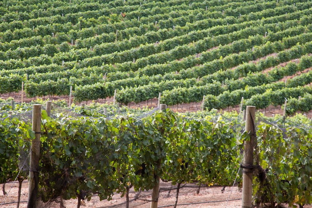Rows of grapevines stretch across a lush vineyard, with wooden posts supporting the plants under a clear sky.