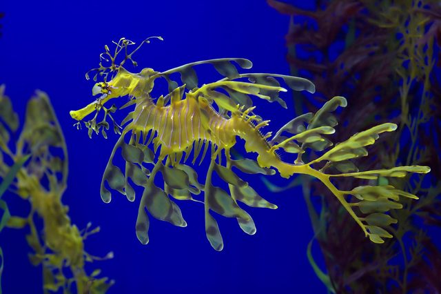Leafy seadragon swims gracefully amidst seaweed, set against a deep blue ocean background.