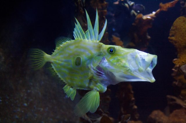 A green fish swims, displaying spiky fins and a protruding mouth, against a dark, underwater backdrop with rocks and plants.