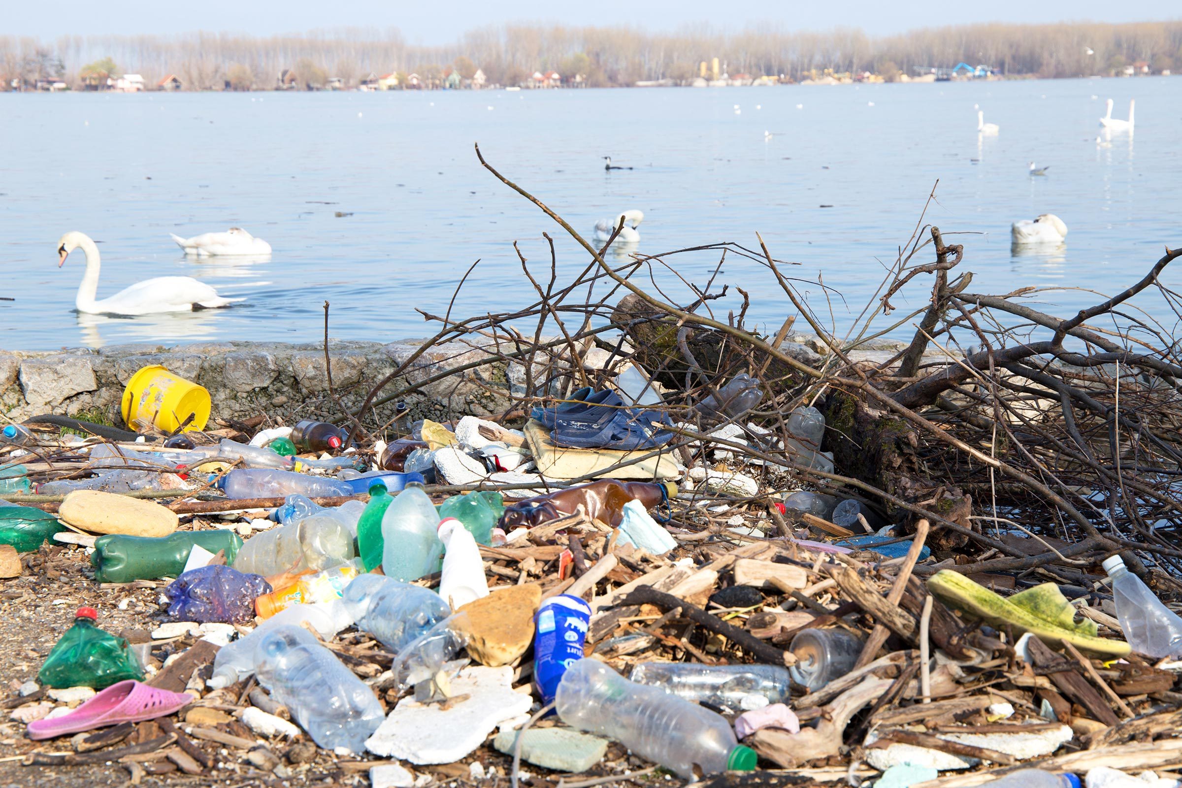 Litter clutters shoreline while swans glide on nearby lake, with trees and houses in the background.