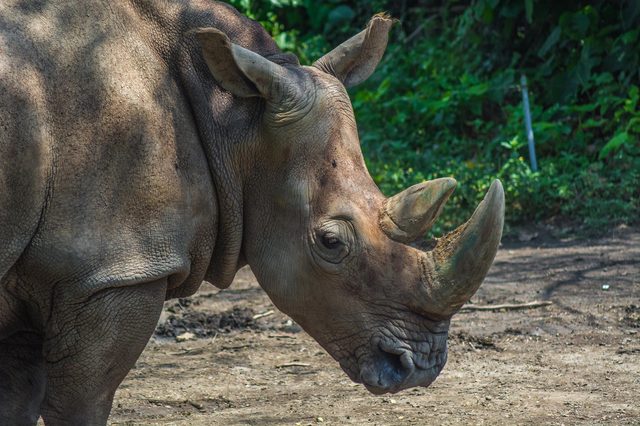 Rhino walks on dirt path, surrounded by lush green foliage, sunlight casting shadows on its textured skin.