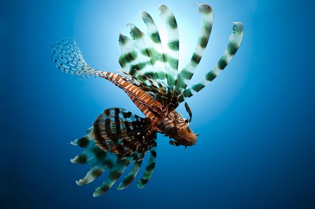 Lionfish glides gracefully, showcasing its striped body and feathery fins, in a clear blue underwater environment.